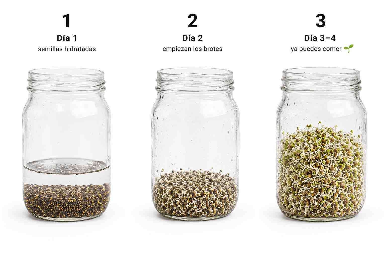 Etapas de germinación de brotes en casa